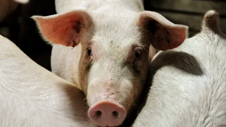 Oltenii din Secu fac ZID UMAN în fața autorităților. Peste noapte, și-au tăiat TOȚI porcii bolnavi de pestă porcină africană