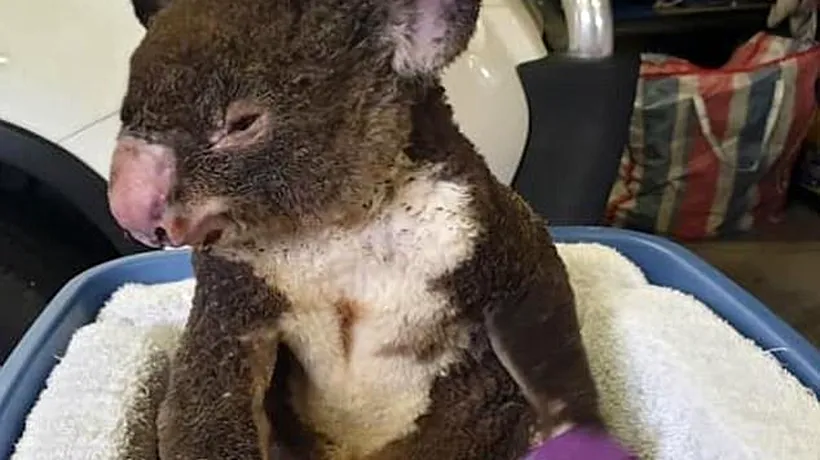 Povestea ursului Koala care a pierdut lupta cu incendiile din Australia. Cenușiul a fost adoptat de un cuplu binevoitor, dar trupul său nu a mai putut face față durerii