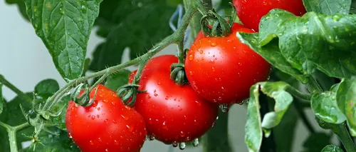 Un specialist lansează un avertisment: „Pesticidele aflate pe legume sunt periculoase, în doze necorespunzătoare” | Cum pot fi recunoscute tomatele cu substanţe chimice