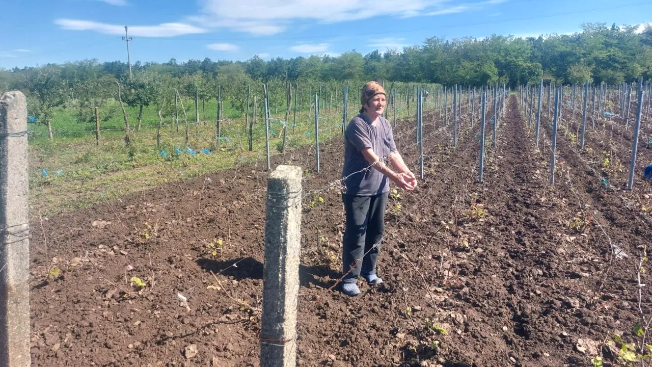 Agricultorii din Dolj sunt DISPERAȚI. Peste 100 de hectare de viță de vie, puse la pământ: 