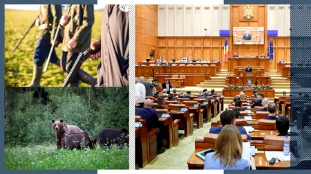 Camera Deputaților ADOPTĂ legea care vizează măsuri de gestionare a populaţiei de URȘI / Vânătoarea, reintrodusă pentru oprirea suprapopulării