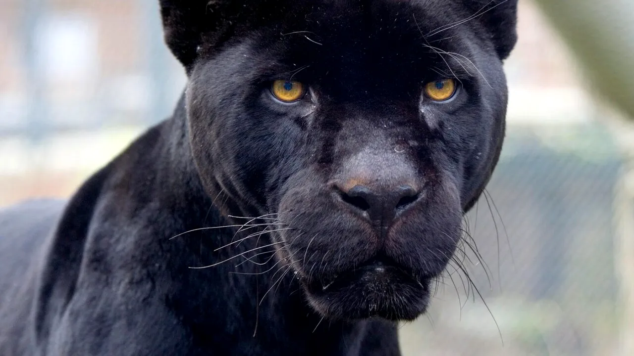 Hotelierii bulgari din Șumen cer ajutor de PANTERĂ. Invizibila felină le atacă afacerile