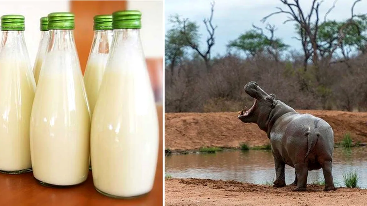 Ce culoare are, de fapt, laptele de hipopotam? Răspunsul pe care puțini știu să îl dea