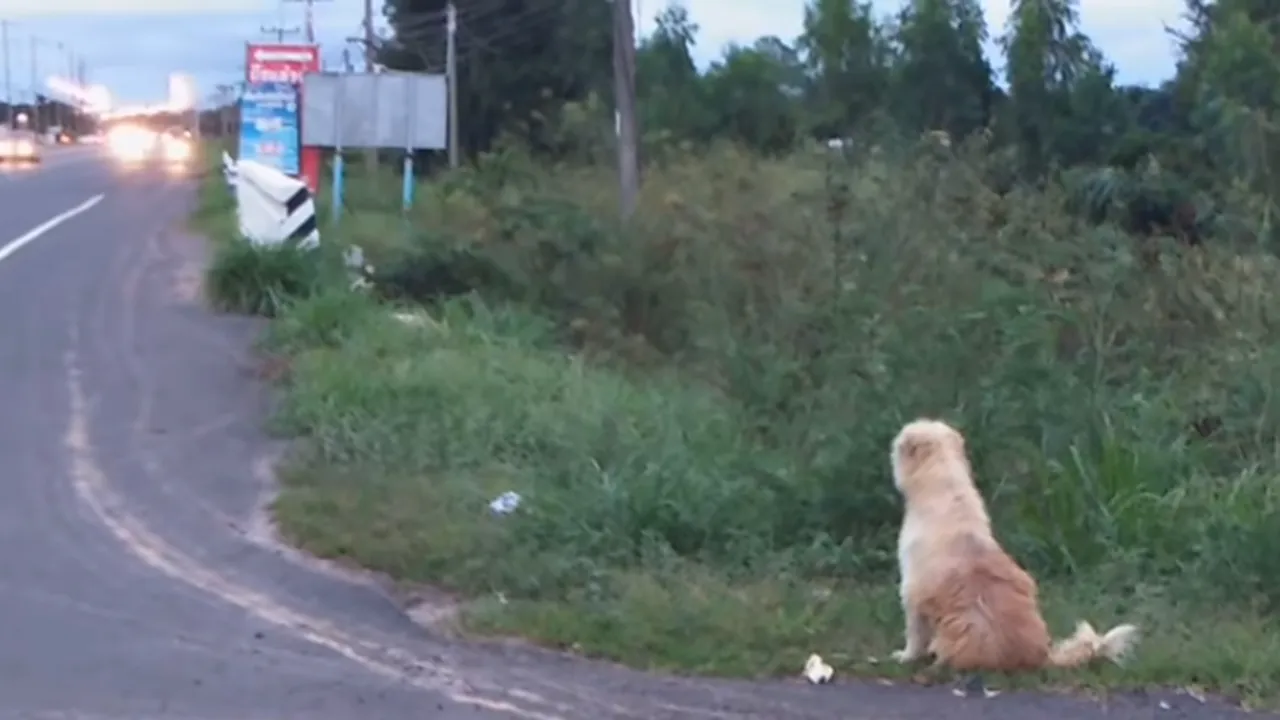 Povestea impresionantă a câinelui care și-a așteptat familia timp de patru ani într-o intersecție. Când l-au regăsit, stăpânii nu l-au mai luat acasă - VIDEO