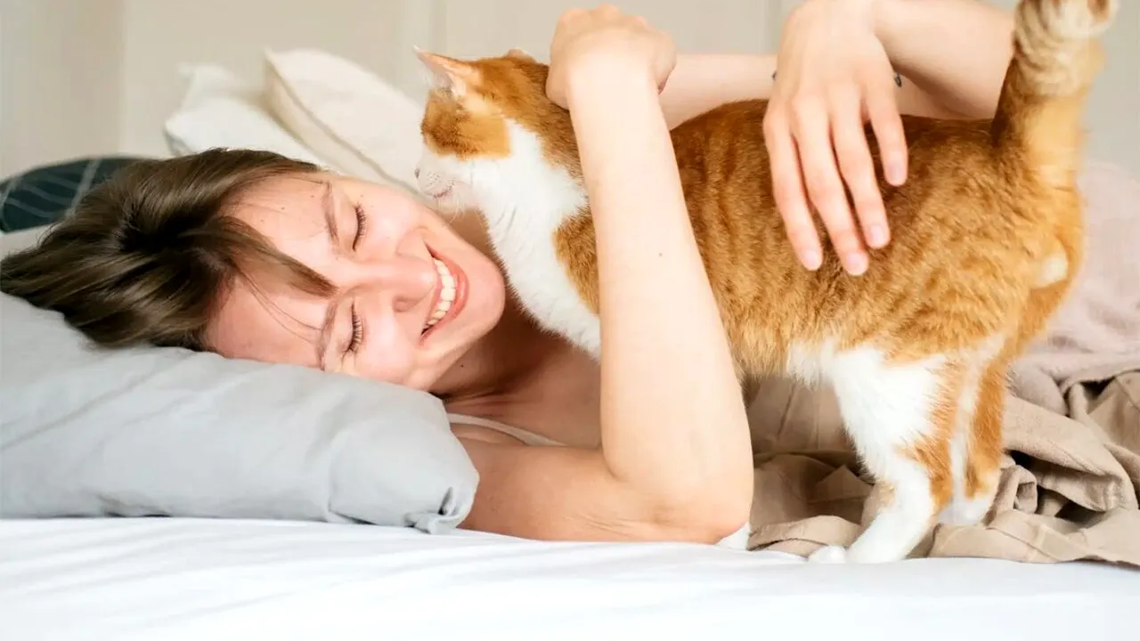 Ce se întâmplă dacă visezi o pisică, de fapt. Care este semnificația acestui vis