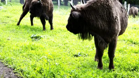 Un al șaptelea zimbru a murit în Rezervația Hațeg-Slivuț. Au mai rămas doar șase