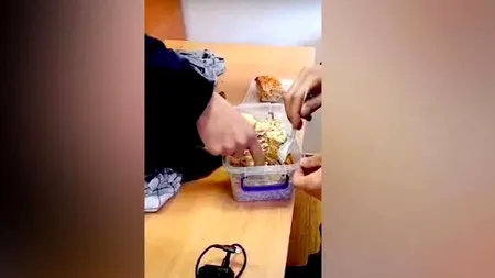 Tânăr din Ucraina, prins când încerca să treacă ILEGAL granița cu România. Unde își ascunsese pașaportul