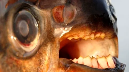 Peștele-pericol pentru nudiști