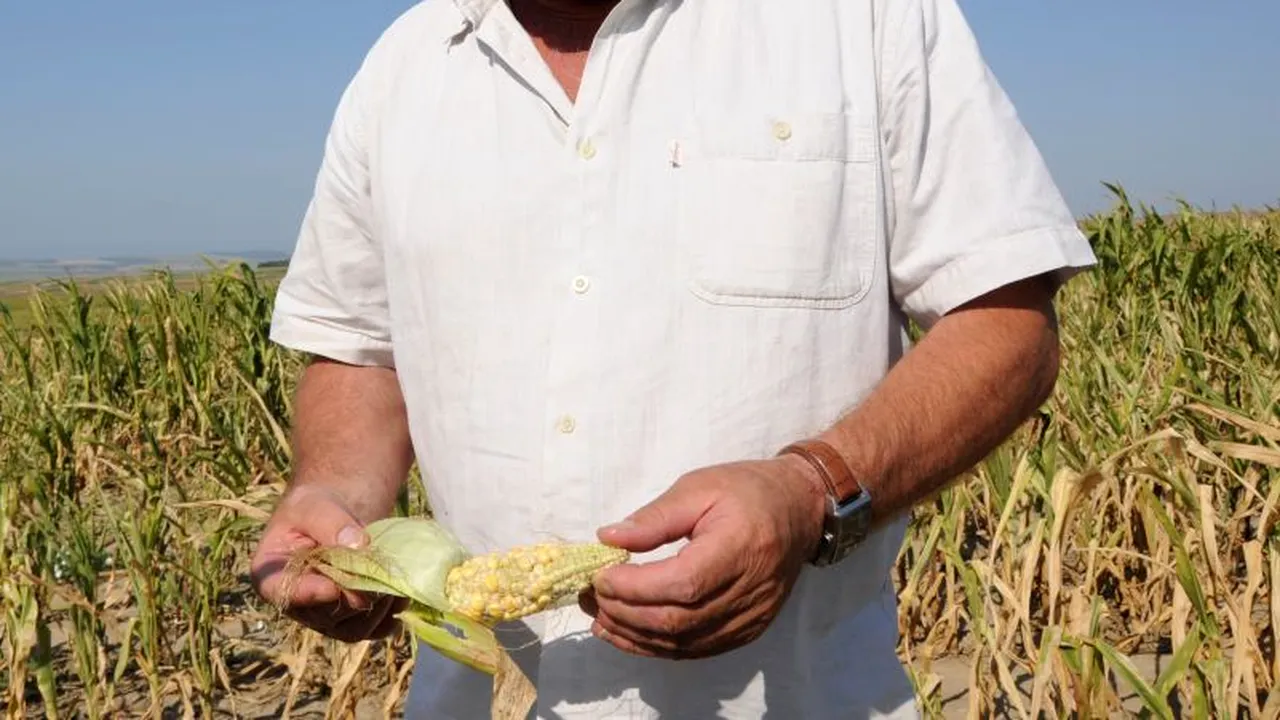 Măsura disperată luată de fermierii din Covasna, din cauza SECETEI