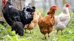 Grupul Carmistin preia operarea și controlul activelor avicole ale Grupului Aaylex One