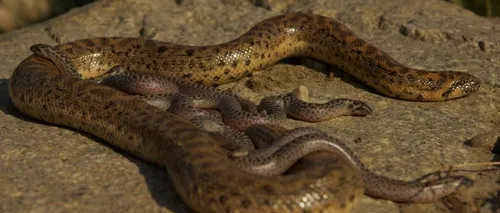 O specie de șerpi considerată dispărută de 80 de ani, REDESCOPERITĂ în România