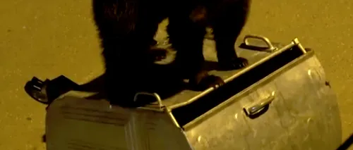 „Urșii gunoieri lovesc din nou în Bușteni: Unul se chinuie să deschidă un tomberon, iar altul se urcă pe o mașină - VIDEO