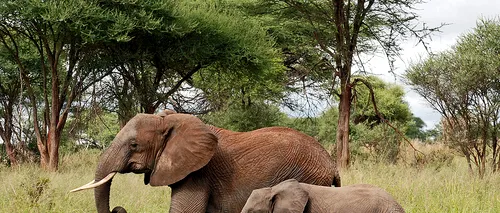 Acestea sunt tehnologiile moderne folosite pentru protejarea elefanților din Africa