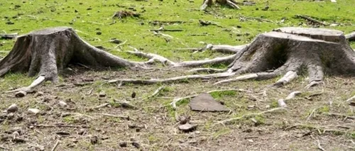 Cât lemn s-a exploatat anul trecut în România. Volumul este în creștere