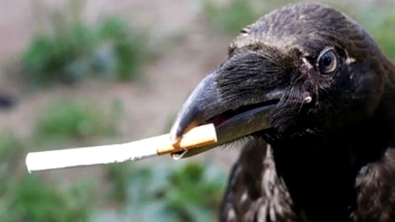 Cum ar putea ciorile să curețe orașele de mucurile de țigară. Ideea, avansată de doi tineri olandezi