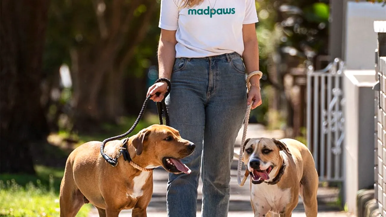 Anunț ireal postat de un miliardar. Angajează BONĂ pentru cei doi căței ai lui. Ce salariu oferă