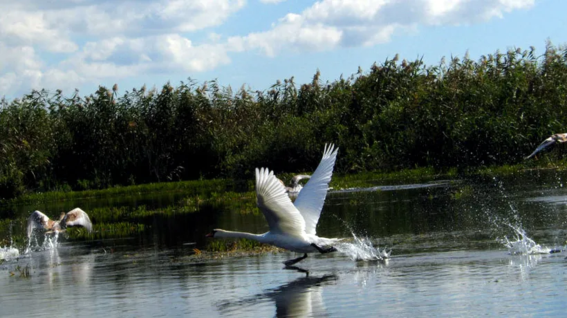 Vânătoarea în Delta Dunării va fi interzisă. Ce animale fac excepție