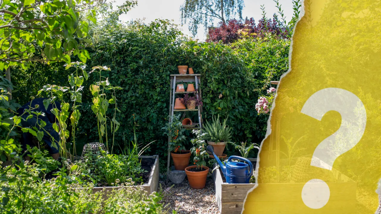 Ingredientul banal pe care să îl presari în solul din grădină în timpul caniculei. Va proteja plantele de stresul termic