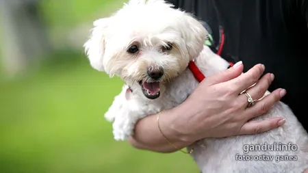 PetExpo România, între 31 mai și 2 iunie, la complexul Romexpo din București