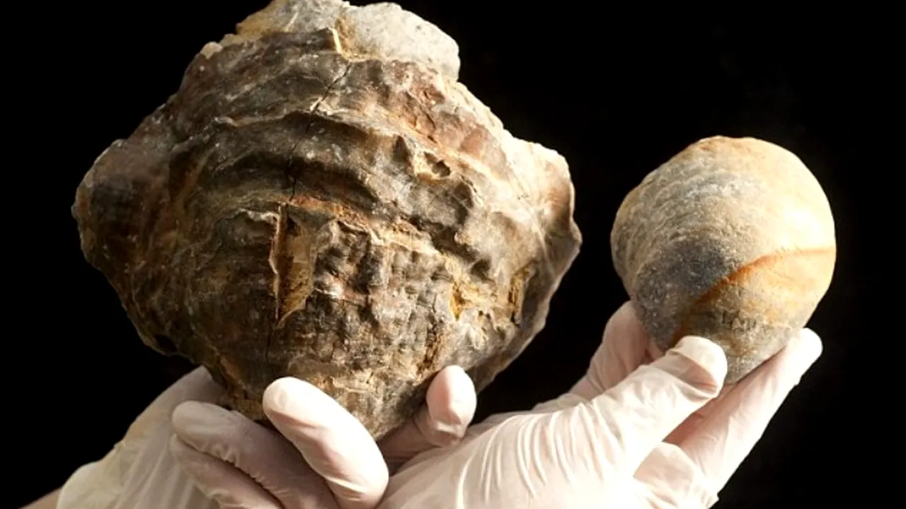 O stridie veche de 145 de milioane de ani pune pe gânduri cercetătorii. Ce avere s-ar putea ascunde în cochilie 