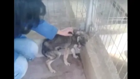 FBI va investiga cazurile de abuz împotriva animalelor precum omuciderile