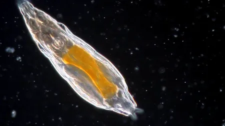 Un organism a revenit la viață după ce a fost înghețat timp de 24.000 de ani în Siberia. Este unul dintre cele mai rezistente creaturi radioactive ale Pământului