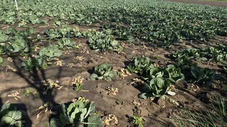 Varza de primavară, calamitată de schimbările climatice. Pagube însemnate pentru producători