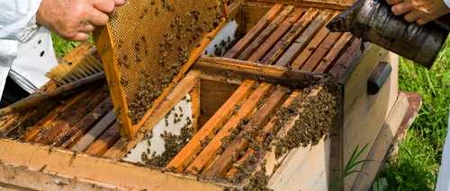 PRODUCȚIA DE MIERE a crescut semnificativ. Comisarul Wojciechowski alocă încă 60 de milioane de euro apicultorilor UE
