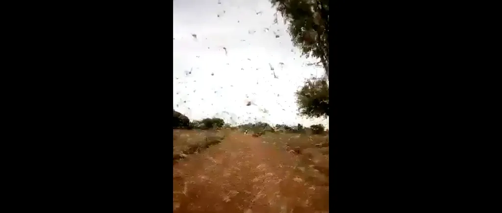 VIDEO. Invazia de lăcuste, o nouă amenințare în Africa, pe lângă criza de COVID-19 / Cea mai mare invazie din ultimii 70 de ani