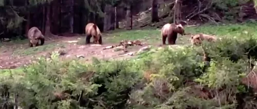 IMAGINILE ZILEI: 4 urși, ieșiți din pădure să mănânce, filmați de angajații Romsilva - VIDEO