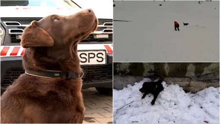 POVESTEA lui Lucky, labradorul care salvează oamenii prinşi în avalanşe pe pârtiile din Mureş