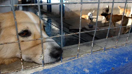 Poliția Animalelor, înființată în București. Schimbări radicale în adăposturile de animale din Capitală