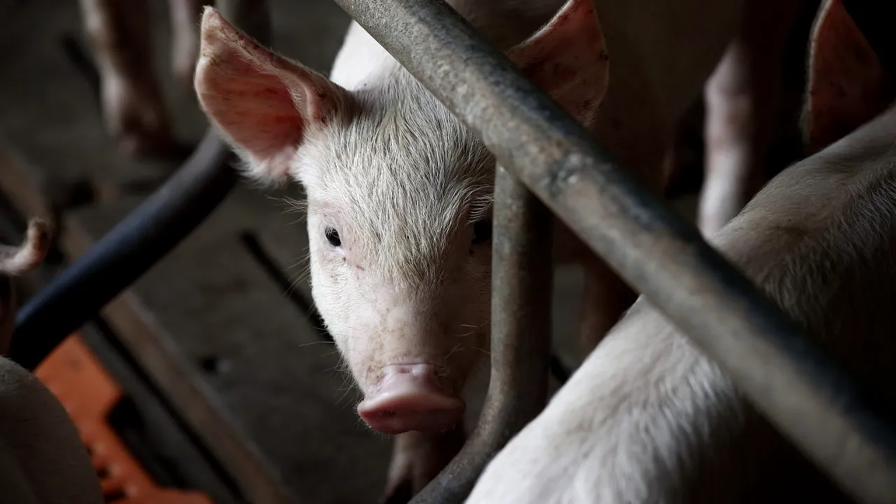 Un bărbat din Brașov și-a tăiat porcul în casă. Vecinii s-au speriat și au sunat la 112