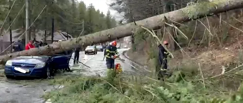 FOTO | Un arbore s-a PRĂBUȘIT peste o mașină, în județul Prahova. Două persoane au fost rănite