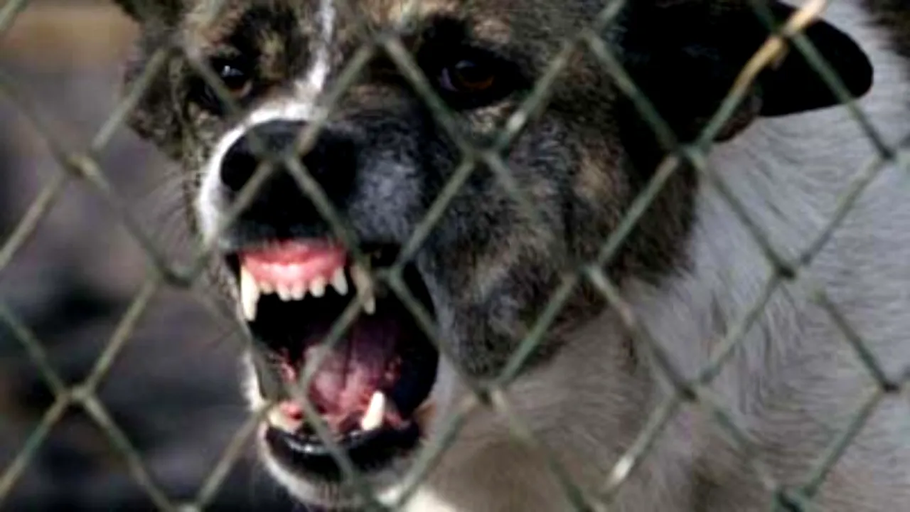 Copil de șase ani din Galați, în stare gravă la spital după ce a fost desfigurat de câinele bunicului său