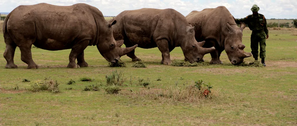 Sudan, ultimul mascul de rinocer alb, a murit: „A fost un adevărat ambasador al speciei sale