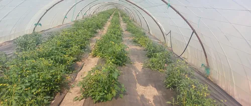 Producătorii de tomate, obligați să se DIGITALIZEZE / Fermierii riscă să piardă subvenția de 3.000 de euro