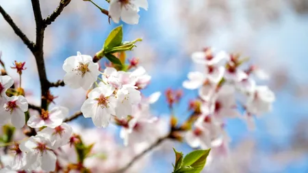 Anomalie climatică în județul Arad. Cireșii au ÎNFLORIT a doua oară în acest an. Explicația specialiștilor