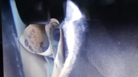 Mită electorală într-o comună din Dolj. Liderul filialei PNL, acuzat că a oferit bani alegătorilor