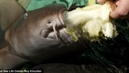 Rechinul care a devenit „vegetarian