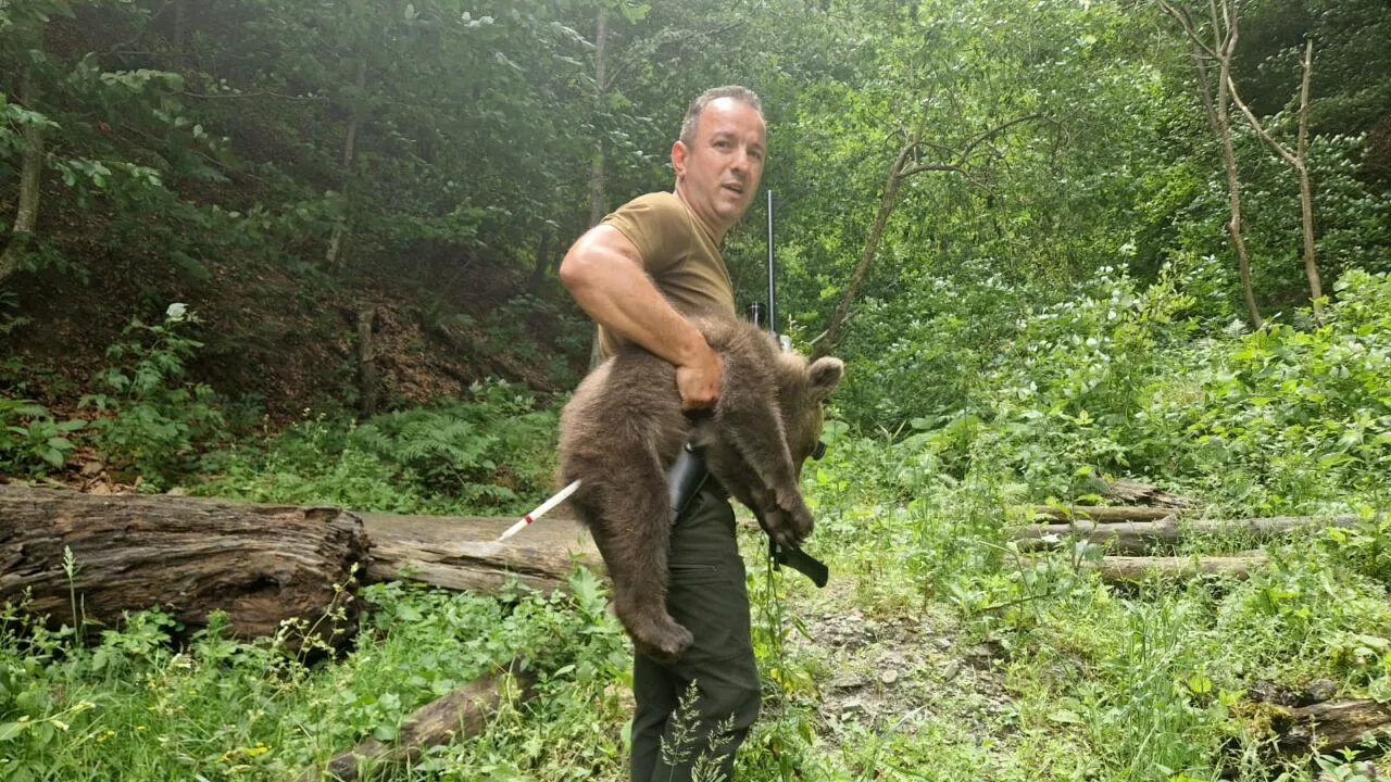 Unul dintre cei trei pui de urs rămași orfani în zona Transfăgărășan, GĂSIT. A fost tranchilizat și va fi relocat: 