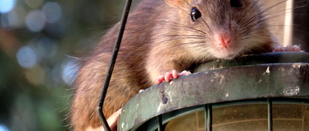 Cum încearcă marile orașe ale lumii să scape de șobolani. Bugete de milioane de euro, gheață carbonică sau mii de pisici eliberate pe străzi
