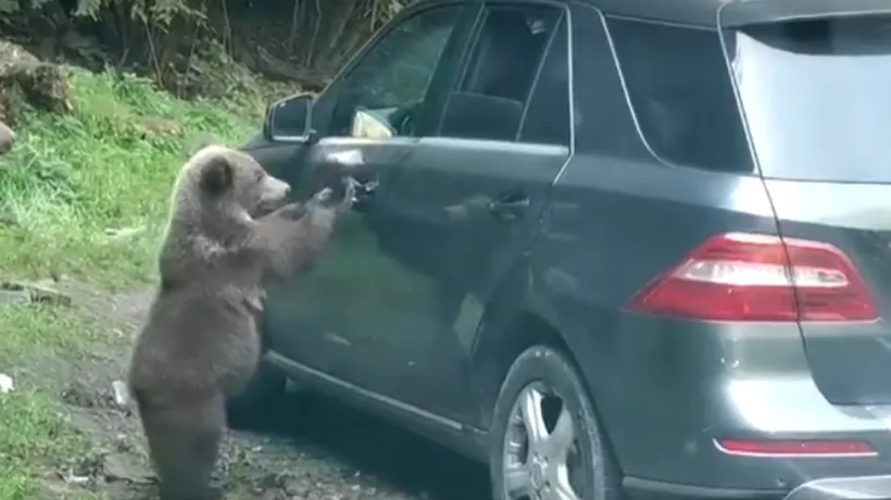 Un ursuleț curios de pe Transfăgărășan a prins „puteri omenești”. A încercat să deschidă portiera unei mașini