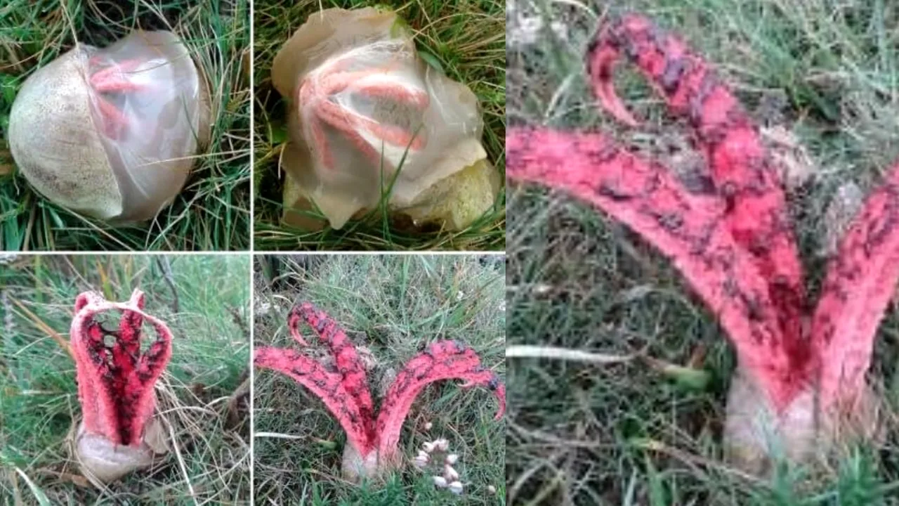 O ciudățenie a naturii. Ciuperca 