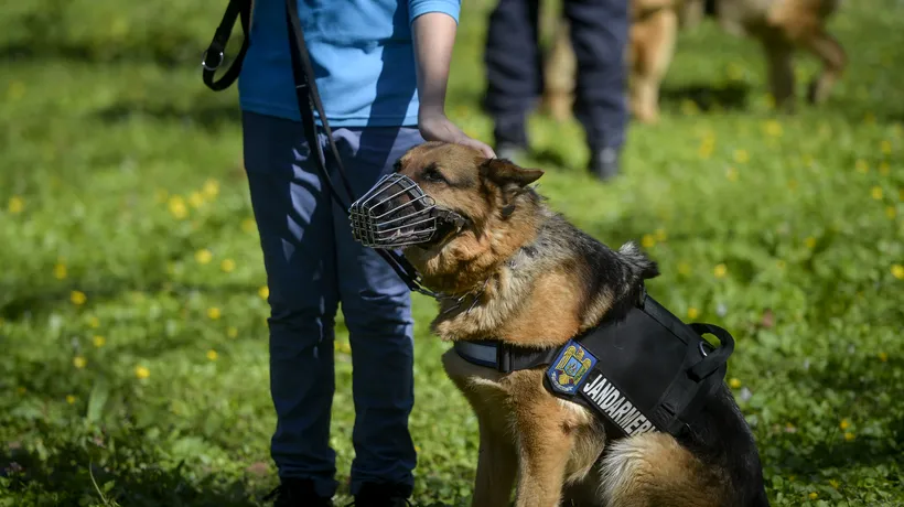 UPDATE: Fata din Iași, dispărută în pădure, a fost găsită în satul vecin