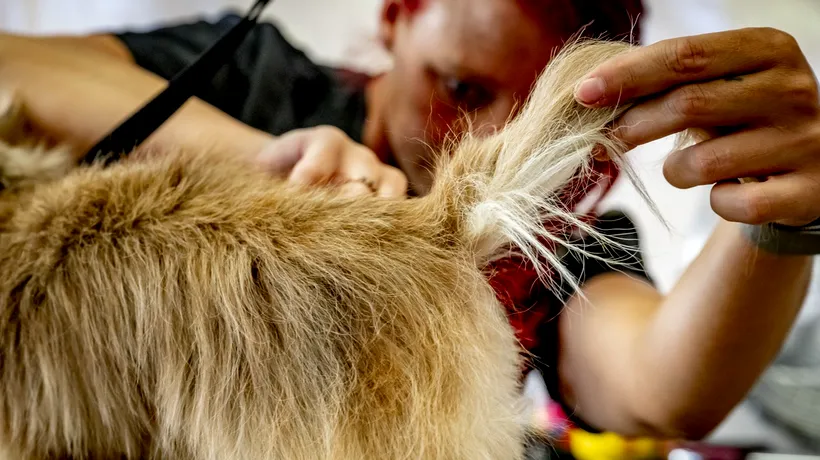 Cât CÂȘTIGĂ un frizer canin în România și ce beneficii mai poate avea pe lângă salariu