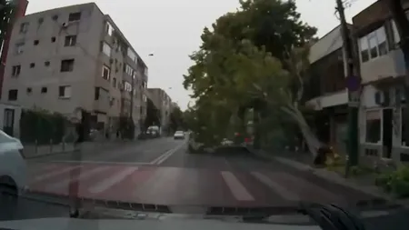 Imagini dramatice din Constanța: Un copac masiv s-a prăbușit pe strada I.G. Duca, la doar câteva secunde după trecerea a două autoturisme