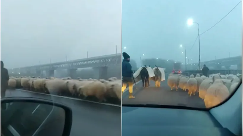 Autostrada Soarelui, blocată de oi și măgari. Ciobanul, amendat cu aproape 5000 de lei - VIDEO