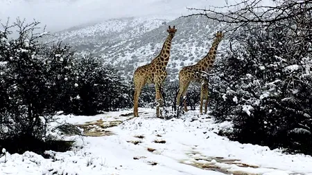 NINGE în Africa de Sud. Girafe, antilope, rinoceri și elefanți, intrigați de ZĂPADA care acoperă jungla