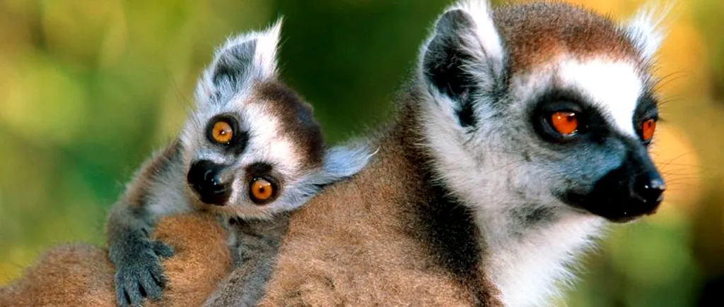 Specialiștii sunt îngrijorați: Madagascarul ar putea rămâne fără lemuri